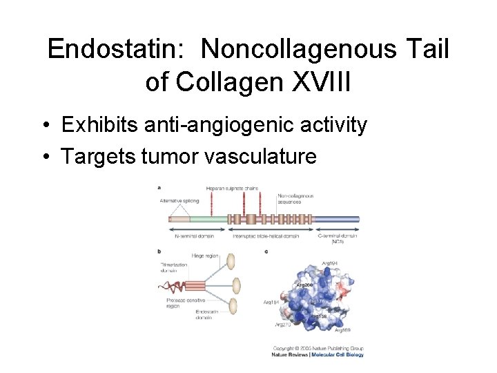 Endostatin: Noncollagenous Tail of Collagen XVIII • Exhibits anti-angiogenic activity • Targets tumor vasculature