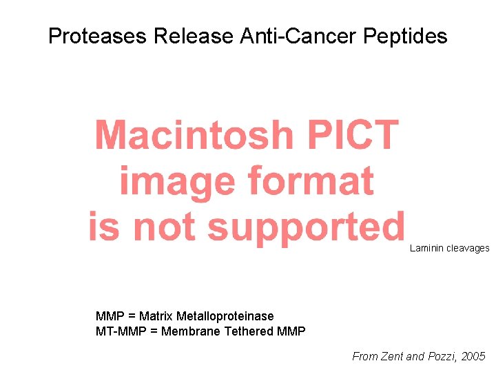 Proteases Release Anti-Cancer Peptides Laminin cleavages MMP = Matrix Metalloproteinase MT-MMP = Membrane Tethered