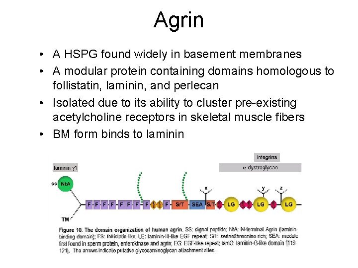 Agrin • A HSPG found widely in basement membranes • A modular protein containing Agrin • A HSPG found widely in basement membranes • A modular protein containing