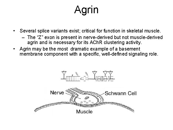 Agrin • Several splice variants exist; critical for function in skeletal muscle. – The