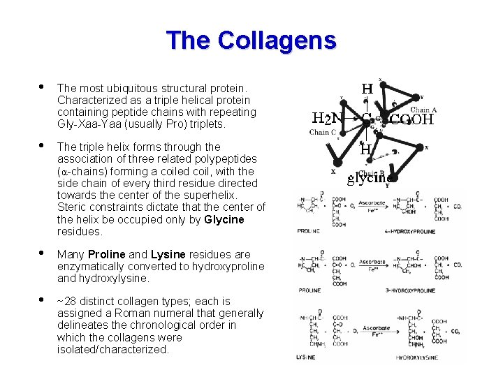 The Collagens • The most ubiquitous structural protein. Characterized as a triple helical protein The Collagens • The most ubiquitous structural protein. Characterized as a triple helical protein
