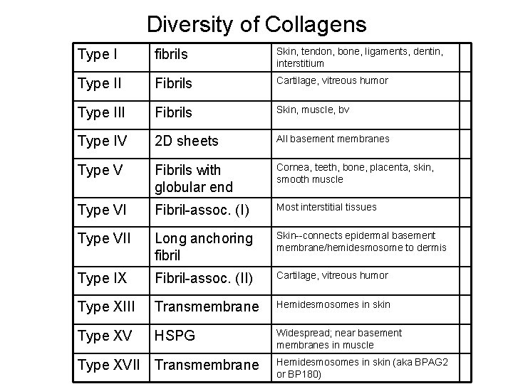 Diversity of Collagens Type I fibrils Skin, tendon, bone, ligaments, dentin, interstitium Type II