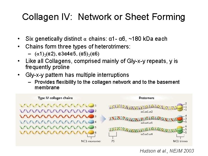 Collagen IV: Network or Sheet Forming • Six genetically distinct α chains: α 1