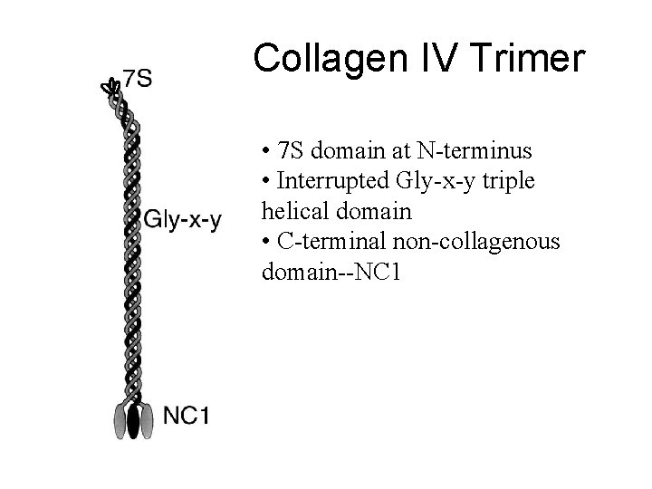 Collagen IV Trimer • 7 S domain at N-terminus • Interrupted Gly-x-y triple helical