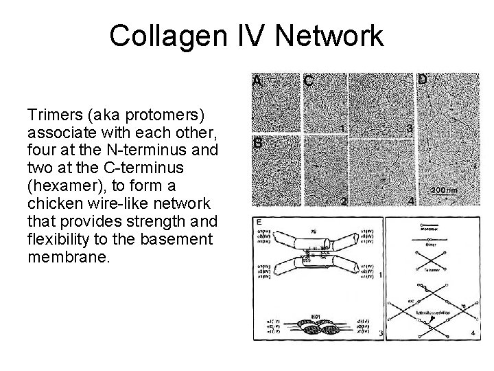 Collagen IV Network Trimers (aka protomers) associate with each other, four at the N-terminus