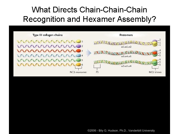 What Directs Chain-Chain Recognition and Hexamer Assembly? 