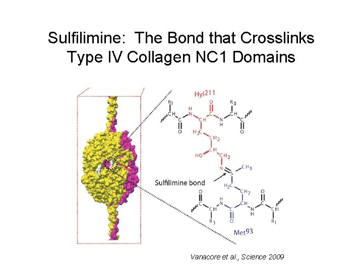 Sulfilimine: The Bond that Crosslinks Type IV Collagen NC 1 Domains Vanacore et al.