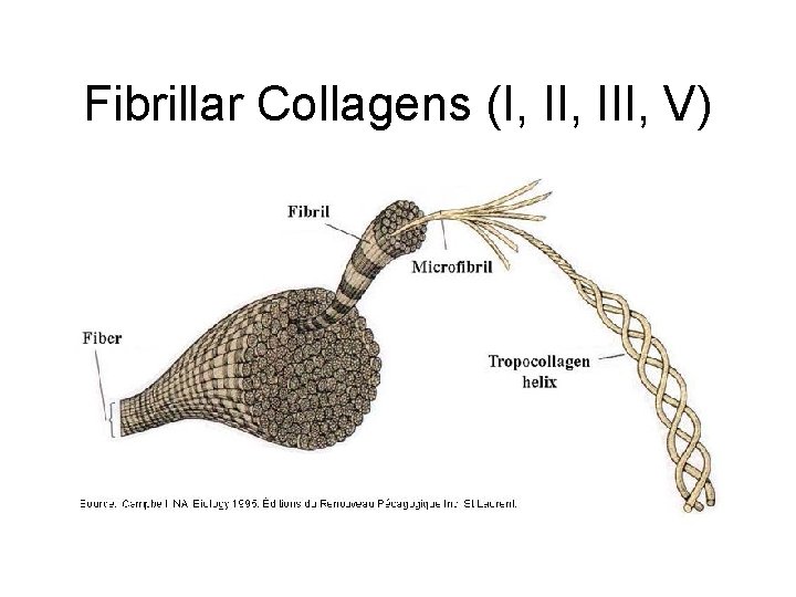 Fibrillar Collagens (I, III, V) 