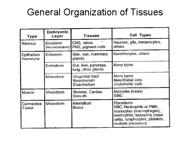 General Organization of Tissues There are 