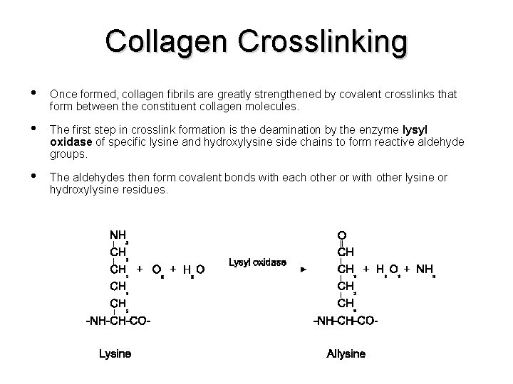 Collagen Crosslinking • Once formed, collagen fibrils are greatly strengthened by covalent crosslinks that