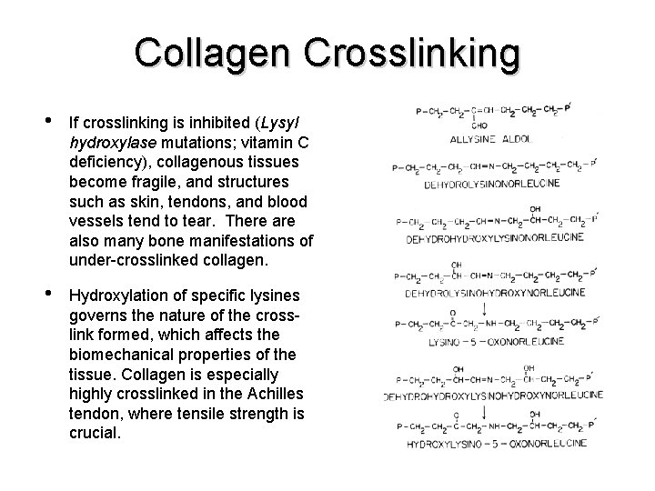 Collagen Crosslinking • If crosslinking is inhibited (Lysyl hydroxylase mutations; vitamin C deficiency), collagenous Collagen Crosslinking • If crosslinking is inhibited (Lysyl hydroxylase mutations; vitamin C deficiency), collagenous