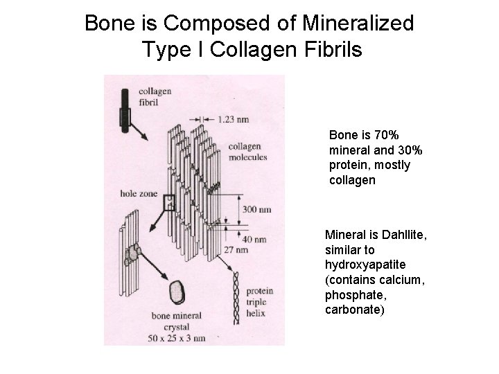 Bone is Composed of Mineralized Type I Collagen Fibrils Bone is 70% mineral and