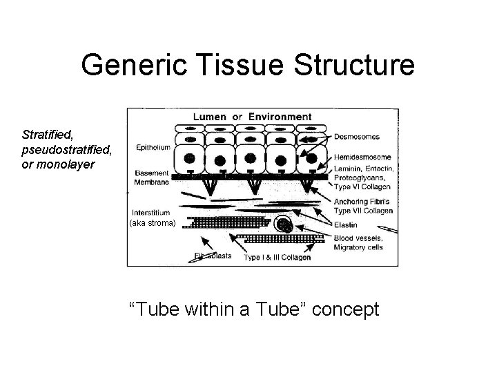 Generic Tissue Structure Stratified, pseudostratified, or monolayer (aka stroma) “Tube within a Tube” concept