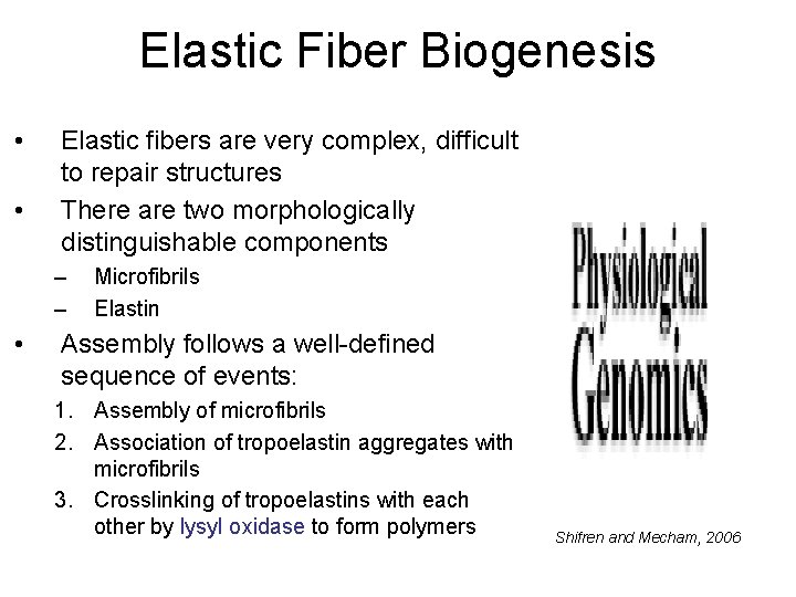 Elastic Fiber Biogenesis • • Elastic fibers are very complex, difficult to repair structures