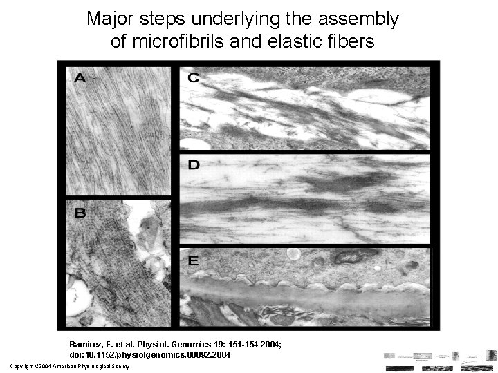 Major steps underlying the assembly of microfibrils and elastic fibers Ramirez, F. et al. Major steps underlying the assembly of microfibrils and elastic fibers Ramirez, F. et al.