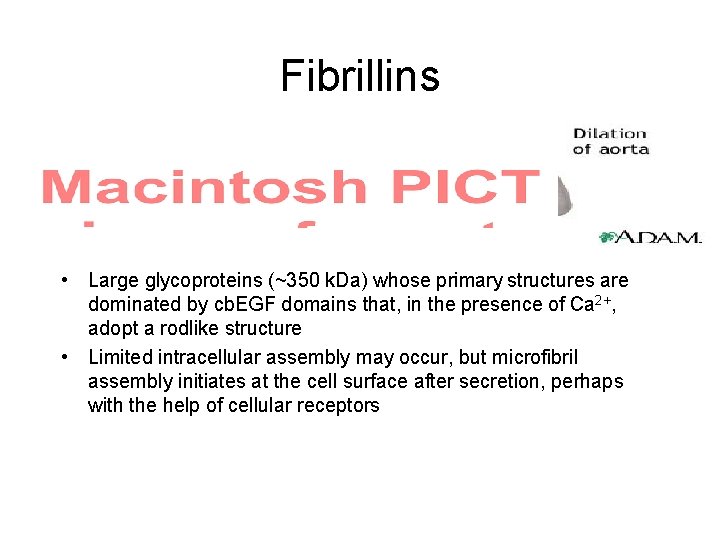 Fibrillins • Large glycoproteins (~350 k. Da) whose primary structures are dominated by cb.