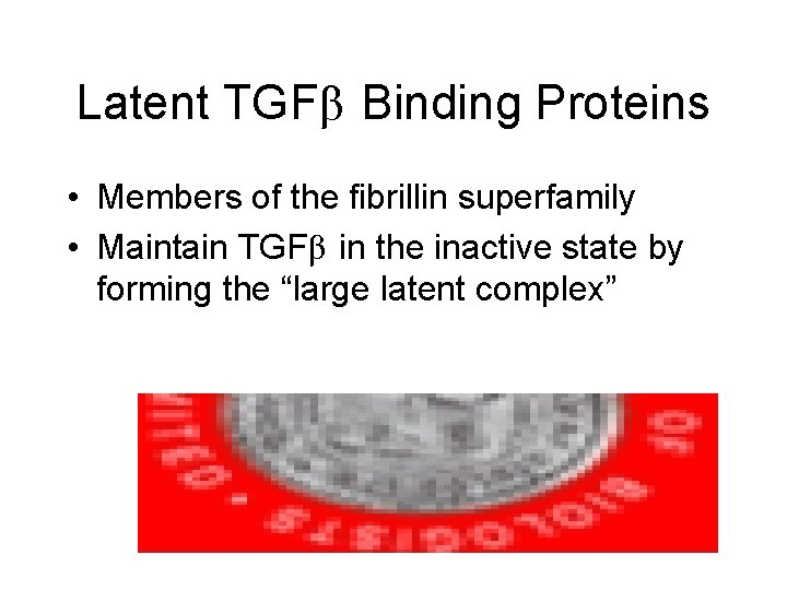 Latent TGFβ Binding Proteins • Members of the fibrillin superfamily • Maintain TGFβ in