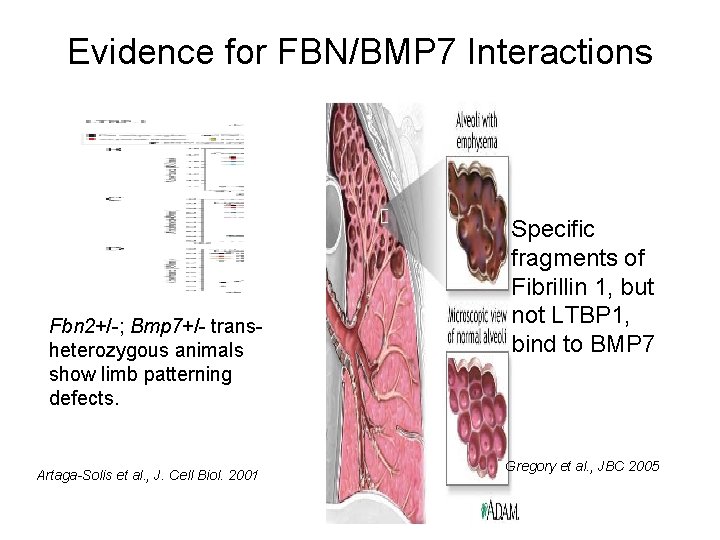 Evidence for FBN/BMP 7 Interactions Fbn 2+/-; Bmp 7+/- transheterozygous animals show limb patterning