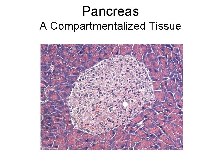 Pancreas A Compartmentalized Tissue Pancreas A Compartmentalized Tissue