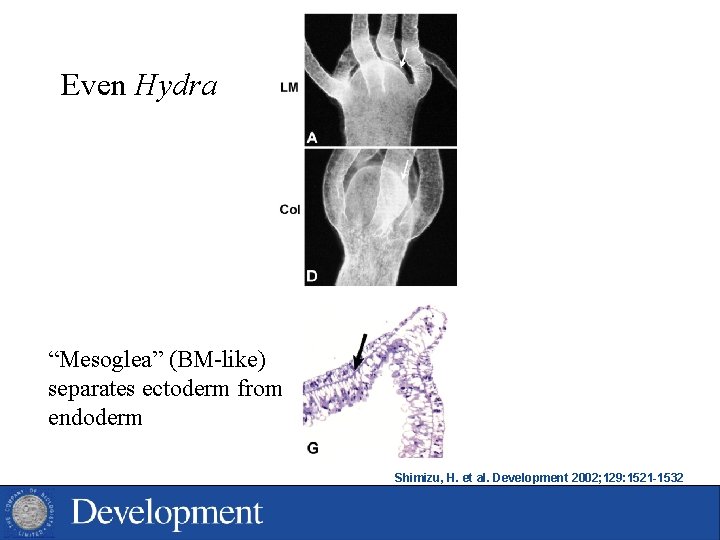 Even Hydra “Mesoglea” (BM-like) separates ectoderm from endoderm Shimizu, H. et al. Development 2002;