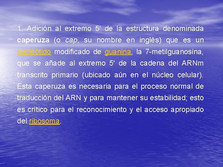 1. Adición al extremo 5' de la estructura denominada caperuza (o cap, su nombre