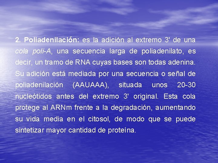 2. Poliadenilación: es la adición al extremo 3' de una cola poli-A, una secuencia