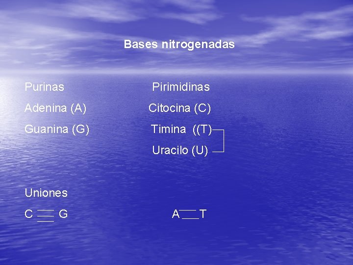 Bases nitrogenadas Purinas Pirimidinas Adenina (A) Citocina (C) Guanina (G) Timina ((T) Uracilo (U)