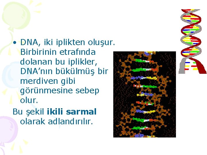  • DNA, iki iplikten oluşur. Birbirinin etrafında dolanan bu iplikler, DNA’nın bükülmüş bir