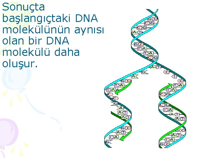 Sonuçta başlangıçtaki DNA molekülünün aynısı olan bir DNA molekülü daha oluşur. 