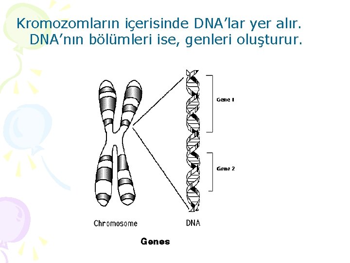 Kromozomların içerisinde DNA’lar yer alır. DNA’nın bölümleri ise, genleri oluşturur. 