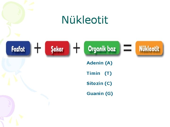 Nükleotit Adenin (A) Timin (T) Sitozin (C) Guanin (G) 