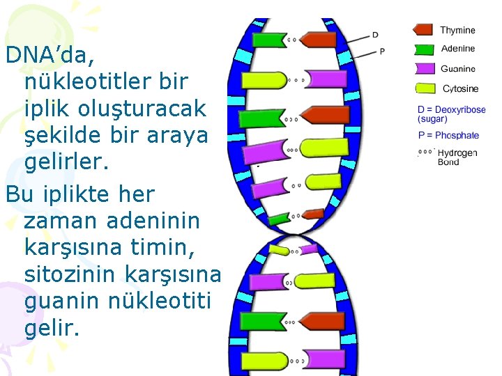 DNA’da, nükleotitler bir iplik oluşturacak şekilde bir araya gelirler. Bu iplikte her zaman adeninin