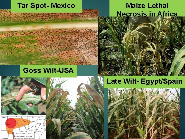 Tar Spot- Mexico Maize Lethal Necrosis in Africa Goss Wilt-USA Late Wilt- Egypt/Spain Source: