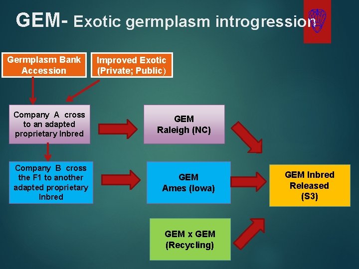 GEM- Exotic germplasm introgression Germplasm Bank Accession Company A cross to an adapted proprietary