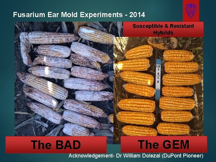 Fusarium Ear Mold Experiments - 2014 Susceptible & Resistant Hybrids The BAD The GEM