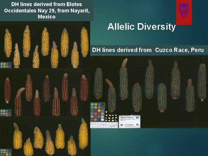 DH lines derived from Elotes Occidentales Nay 29, from Nayarit, Mexico Allelic Diversity DH