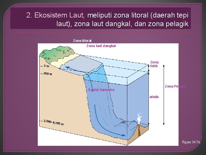 2. Ekosistem Laut, meliputi zona litoral (daerah tepi laut), zona laut dangkal, dan zona
