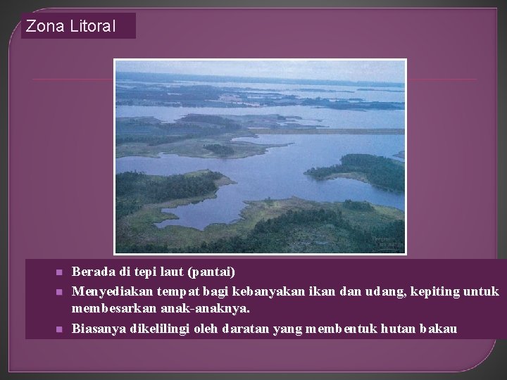 Zona Litoral n n n Berada di tepi laut (pantai) Menyediakan tempat bagi kebanyakan