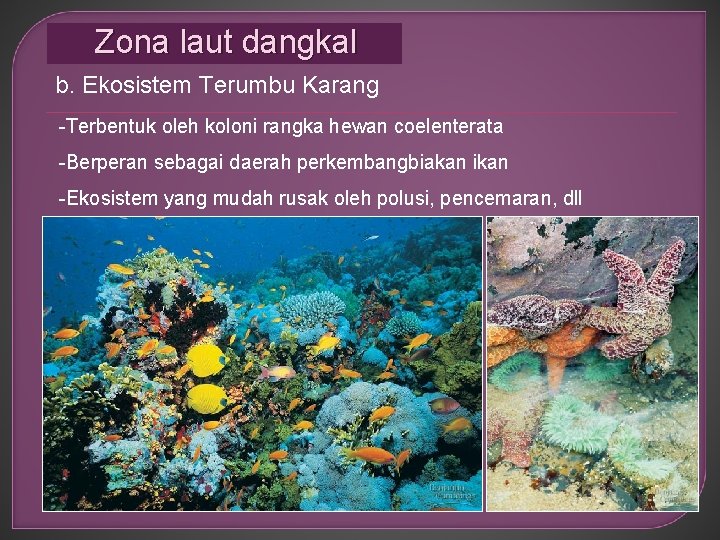 Zona laut dangkal b. Ekosistem Terumbu Karang -Terbentuk oleh koloni rangka hewan coelenterata -Berperan