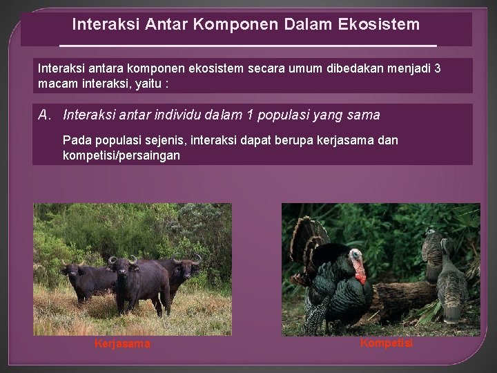 Interaksi Antar Komponen Dalam Ekosistem Interaksi antara komponen ekosistem secara umum dibedakan menjadi 3