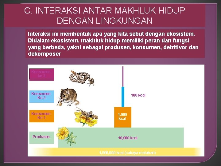 C. INTERAKSI ANTAR MAKHLUK HIDUP DENGAN LINGKUNGAN Interaksi ini membentuk apa yang kita sebut