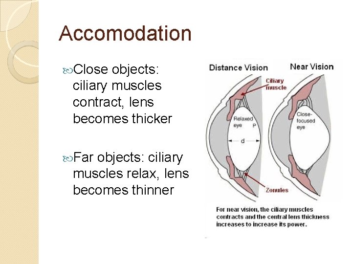 Accomodation Close objects: ciliary muscles contract, lens becomes thicker Far objects: ciliary muscles relax,