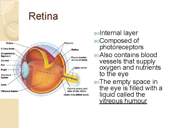 Retina Internal layer Composed of photoreceptors Also contains blood vessels that supply oxygen and
