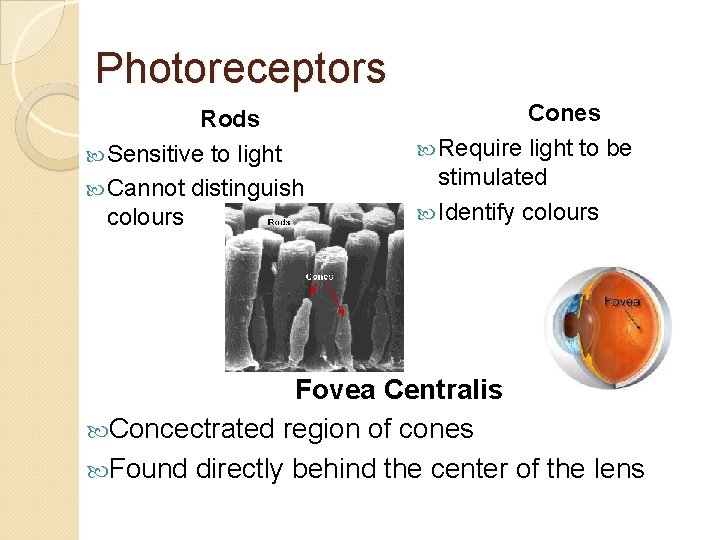 Photoreceptors Rods Sensitive to light Cannot distinguish colours Cones Require light to be stimulated