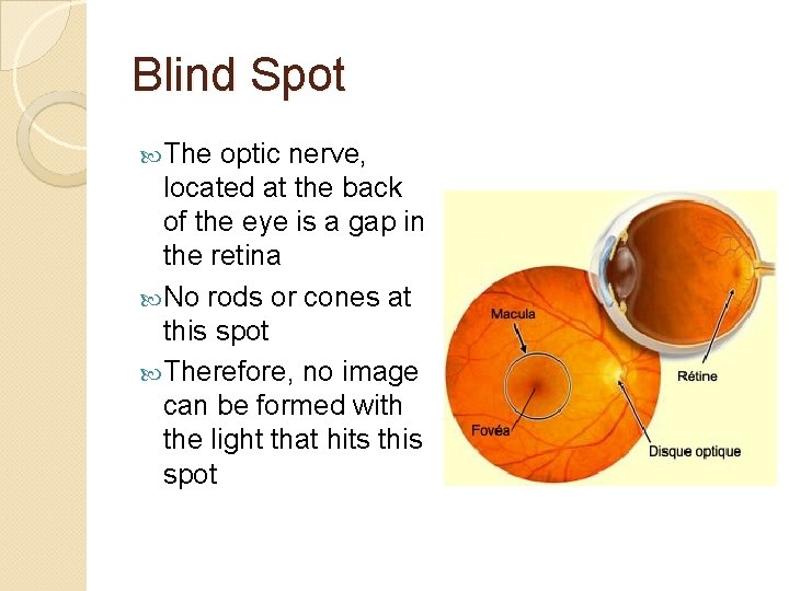 Blind Spot The optic nerve, located at the back of the eye is a