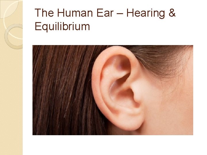 The Human Ear – Hearing & Equilibrium 