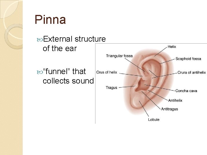 Pinna External structure of the ear “funnel” that collects sound 