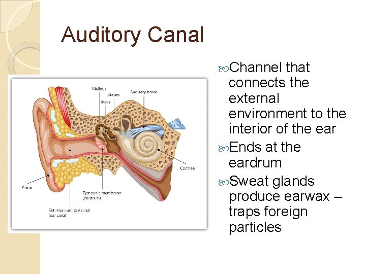 Auditory Canal Channel that connects the external environment to the interior of the ear