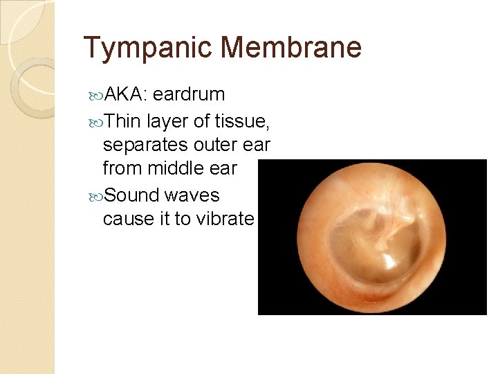 Tympanic Membrane AKA: eardrum Thin layer of tissue, separates outer ear from middle ear