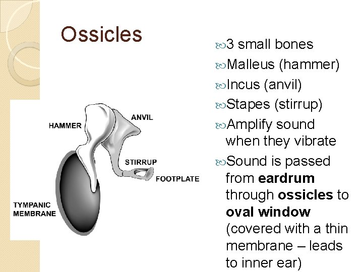 Ossicles 3 small bones Malleus (hammer) Incus (anvil) Stapes (stirrup) Amplify sound when they